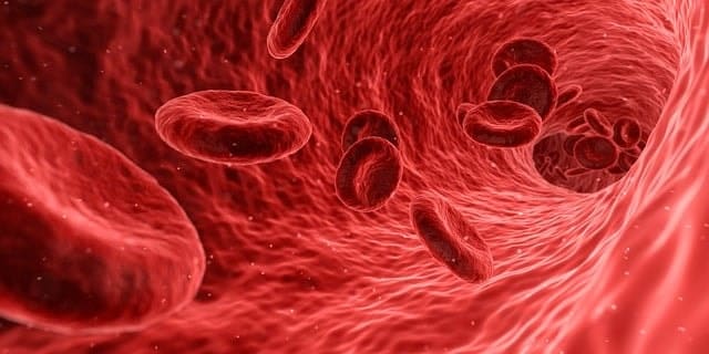 cells, red, medical, medicine, anatomy, health, human, biology, blood cells, artery, healthcare, microscopic, vein, care, flow, macro, plasma, circulatory, microbiology, risk, pathology, danger, science, bacteriology, hazard, microorganism, pathological, research, analysis, biotechnology, examination, organism, scientific, immune system, 3d, red health, red medical, red science, red research, red medicine, red human, red blood, red care, red healthcare