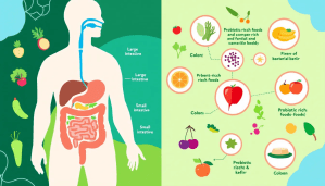Gut Health Infographic – Digestive System and Healthy Foods Gut health infographic showing digestive system and foods that support gut function